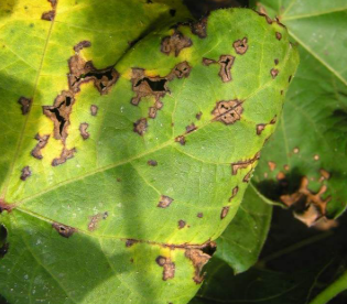 Bacterial Blight (BT)