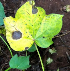 Alternaria Leaf Spot