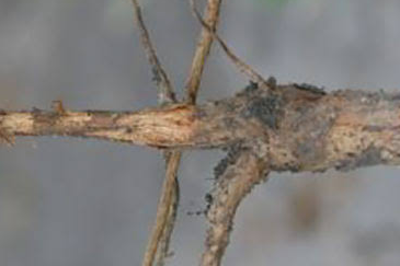 Root Rot