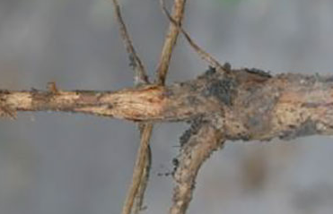 Root Rot